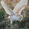 Flying Barn Owl Diamond Painting