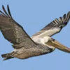 Flying Brown Pelican Diamond Painting