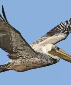 Flying Brown Pelican Diamond Painting