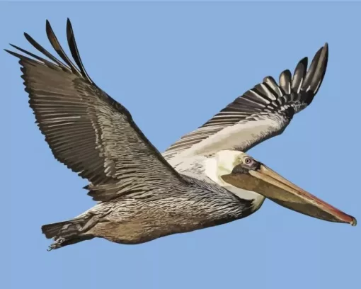 Flying Brown Pelican Diamond Painting