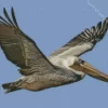 Flying Brown Pelican Diamond Painting