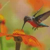 Flying Hummingbird Diamond Painting