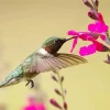 Flying Hummingbird Pink Flowers Diamond Painting