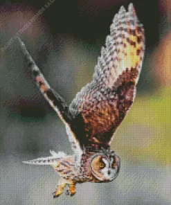 Flying Long Eared Owl Diamond Painting