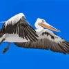 Flying Pelicans Diamond Painting