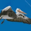 Flying Pelicans Diamond Painting