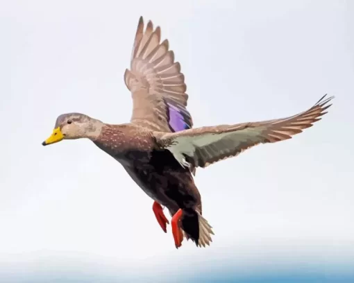 Flying Black Duck Diamond Painting