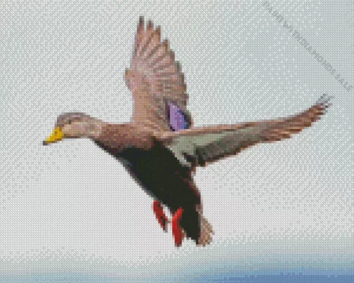 Flying Black Duck Diamond Painting