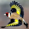 Flying Goldfinch Diamond Painting