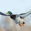 Flying Mallard Duck Diamond Painting