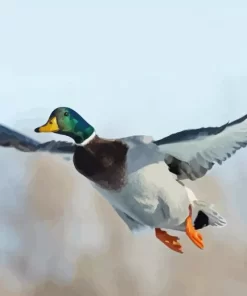 Flying Mallard Duck Diamond Painting