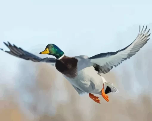 Flying Mallard Duck Diamond Painting