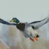 Flying Mallard Duck Diamond Painting