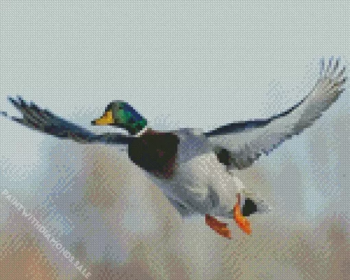 Flying Mallard Duck Diamond Painting