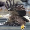 Flying Sea Eagle Diamond Painting