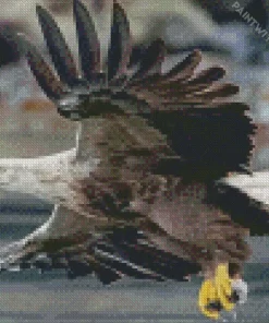 Flying Sea Eagle Diamond Painting