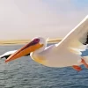 Flying White Pelican Bird Diamond Painting