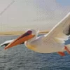 Flying White Pelican Bird Diamond Painting