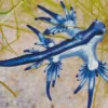 Glaucus Atlanticus Diamond Painting