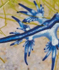 Glaucus Atlanticus Diamond Painting