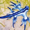 Glaucus Atlanticus Diamond Painting