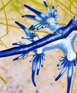 Glaucus Atlanticus Diamond Painting