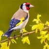 Goldfinch Bird And Yellow Flowers Diamond Painting