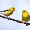 Goldfinch Bird Couple Diamond Painting