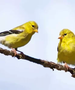 Goldfinch Bird Couple Diamond Painting