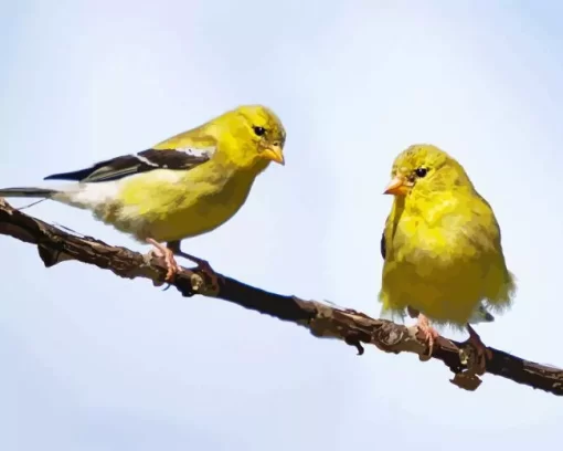 Goldfinch Bird Couple Diamond Painting