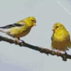 Goldfinch Bird Couple Diamond Painting