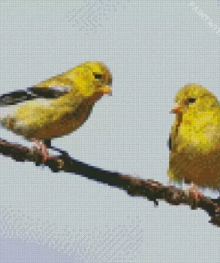 Goldfinch Bird Couple Diamond Painting