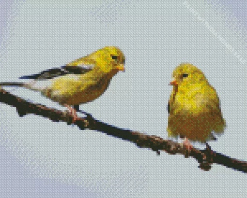 Goldfinch Bird Couple Diamond Painting