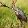 Goliath Heron Diamond Painting