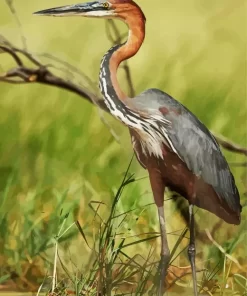 Goliath Heron Diamond Painting