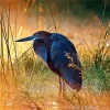 Goliath Heron At Sunset Diamond Painting