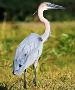 Goliath Heron Birds Diamond Painting