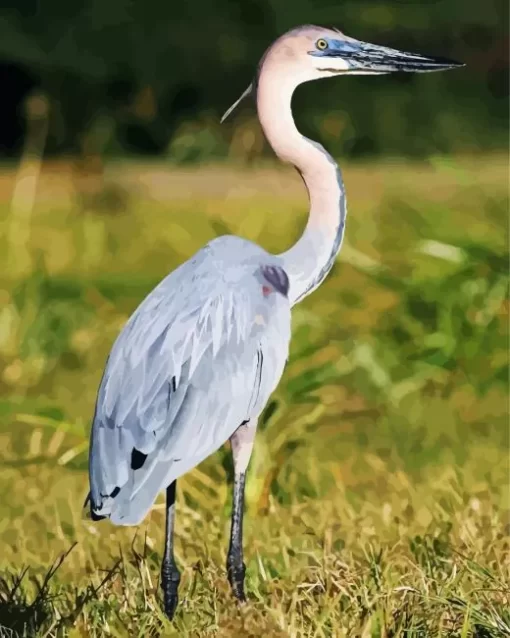 Goliath Heron Birds Diamond Painting