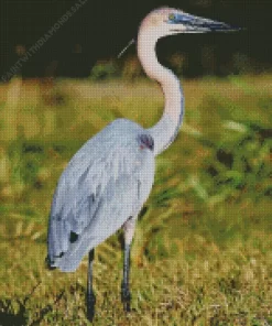 Goliath Heron Birds Diamond Painting