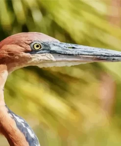 Goliath Heron Closeup Diamond Painting