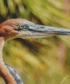 Goliath Heron Closeup Diamond Painting