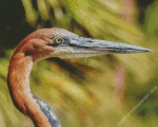 Goliath Heron Closeup Diamond Painting