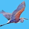 Goliath Heron Flying Bird Diamond Painting