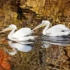 Great White Pelican Couple Diamond Painting