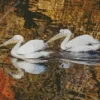 Great White Pelican Couple Diamond Painting