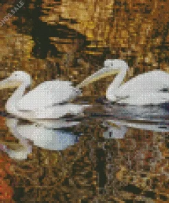 Great White Pelican Couple Diamond Painting