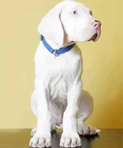 Great White Dane Puppy Diamond Painting