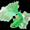 Green Betta Fish Diamond Painting