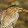 Green Heron Diamond Painting