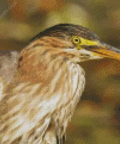 Green Heron Diamond Painting